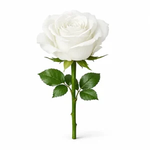 گل رز سفیید هلندی ، یک شاخه ، فروشگاه گلدون