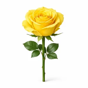 گل رز زرد هلندی ، یک شاخه ، فروشگاه گلدون