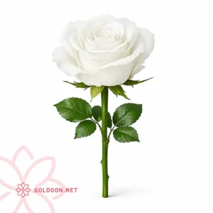 خرید گل رز سفید تک شاخه هلندی از فروشگاه گل و گیاه گلدون - goldoon.net