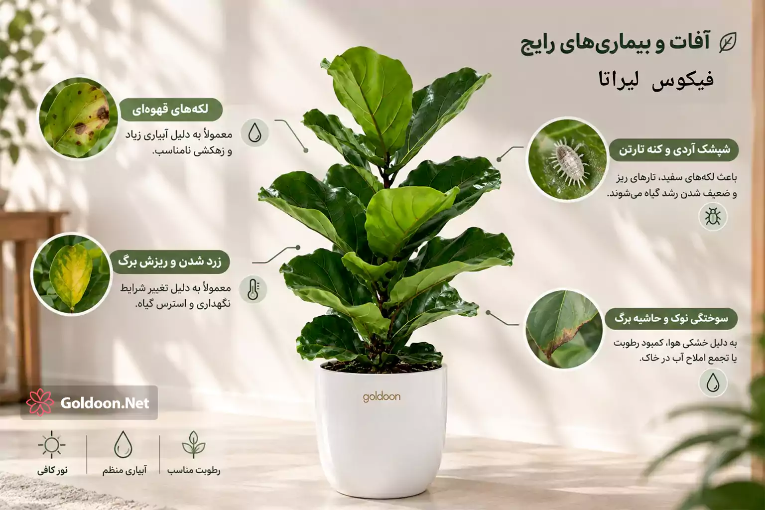 آفات و بیماری رایج فیکوس لیراتا و درمان آن‌ها در فروشگاه گلدون