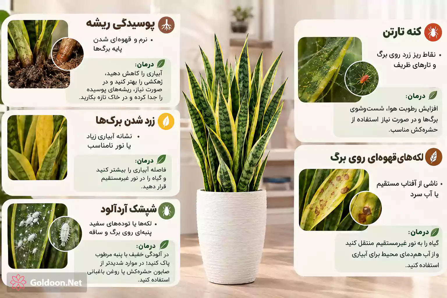 آفات و بیماری رایج سانسوریا ابلق و درمان آن‌ها در فروشگاه گلدون