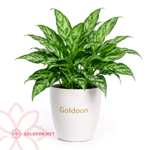 گیاه آگلونما (Aglaonema) از فروشگاه گلدون در گلدان سرامیکی سفید