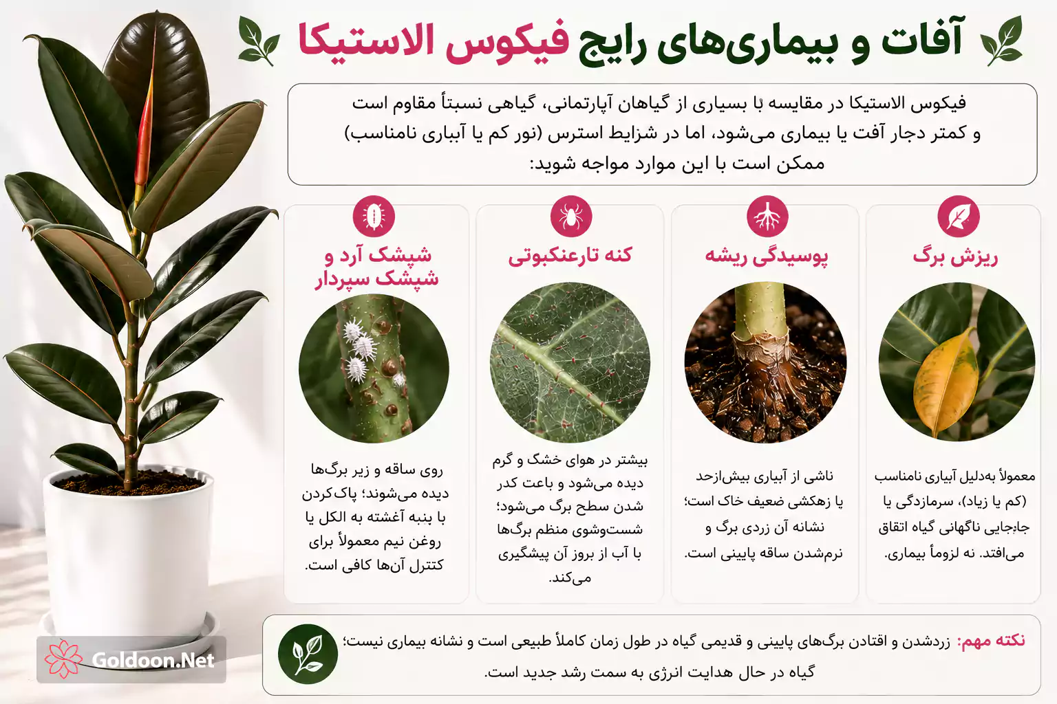 آفات و بیماریهای رایج فیکوس و درمان آن