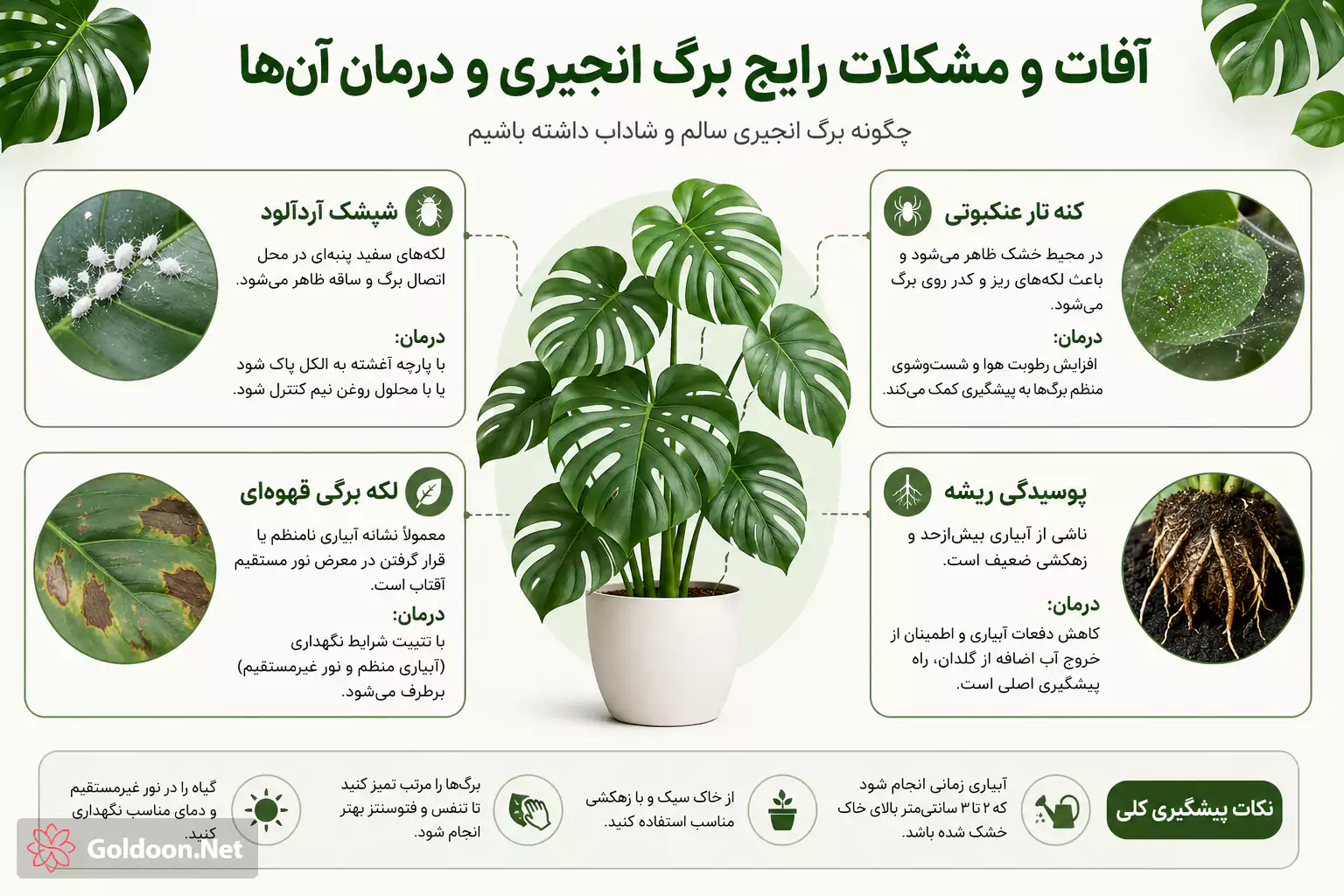 آفات و مشکلات رایج گیاه برگ انجیری و درمان آن‌ها
