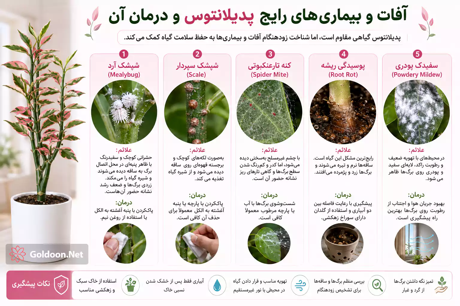 آفات و بیماری‌های رایج پدیلانتوس و درمان آن