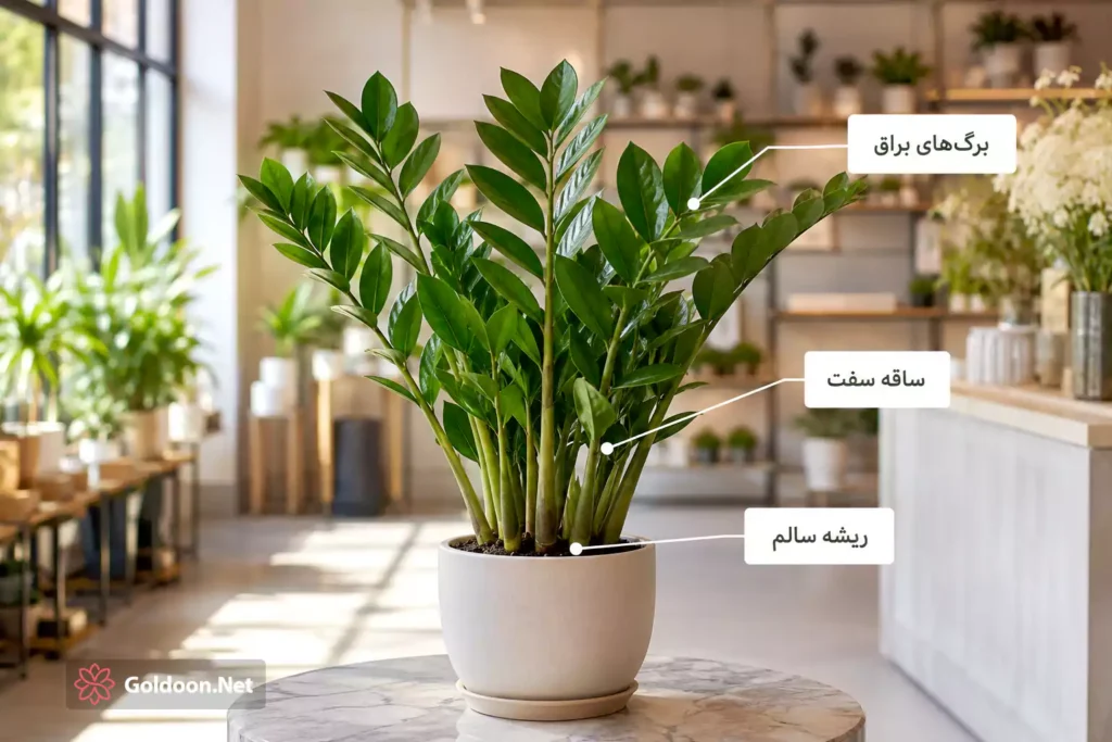 راهنمای خرید گیاه زاموفیلیا سالم در گلفروشی، بررسی سلامت برگ‌ها و ریشه‌ها - فروشگاه گلدون