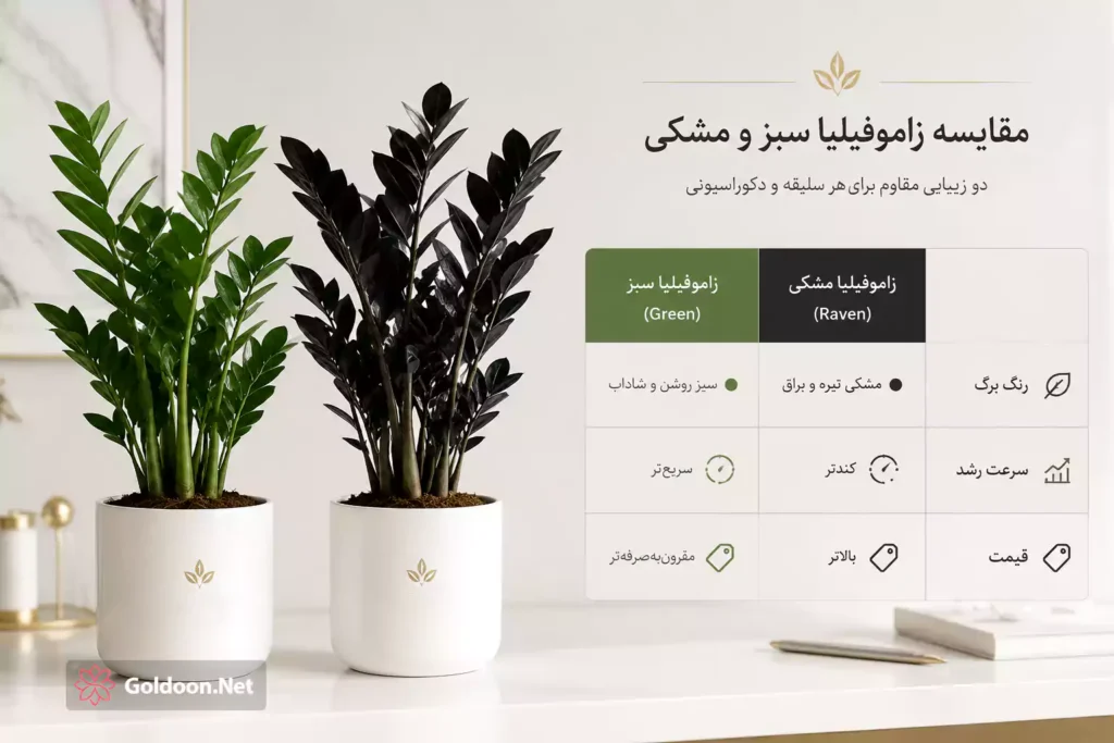 اینفوگرافیک مقایسه ویژگی‌های گیاه آپارتمانی زاموفیلیا سبز و زاموفیلیا بلک - فروشگاه تخصصی گلدون