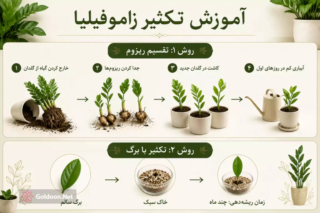 مراحل تکثیر گیاه زاموفیلیا به روش تقسیم ریزوم و قلمه برگ - راهنمای جامع سایت گلدون