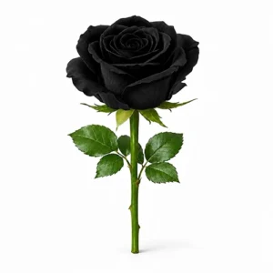خرید رز مشکی تک شاخه - فروشگاه گل و گیاه گلدون - Goldoon.net