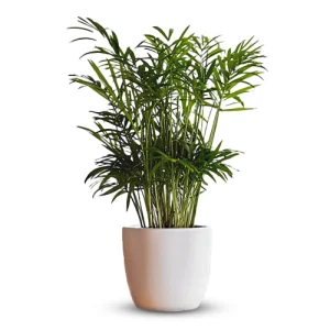 خرید نخل اریکا - فروشگاه گلدون goldoon.net