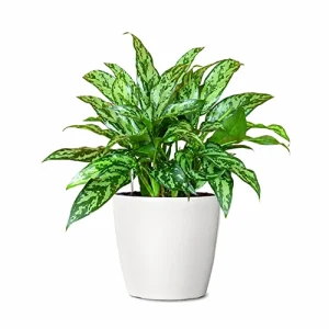 گل آگلونما - فروشگاه گلدون - goldoon.net