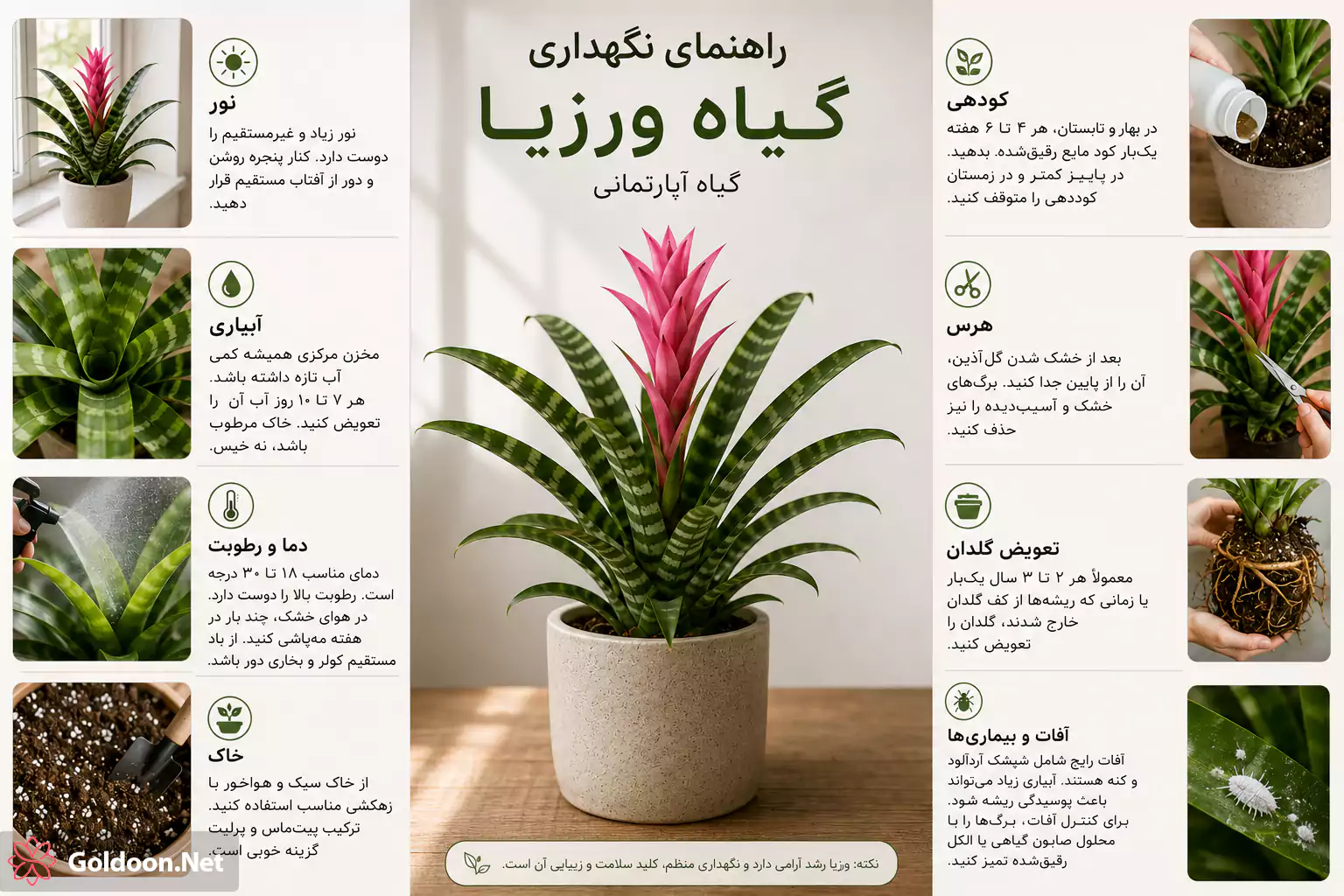 راهنمای تصویری نگهداری گیاه ورزیا 