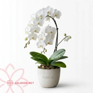 گل ارکیده سفید تک شاخه مخصوص نگه داری در آپارتمان از فروشگاه گلدون