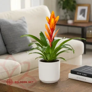 خرید گیاه ورزیا، مشخصات و تصویر گیاه ورزیا، فروشگاه گل و گیاه گلدون goldoon.net
