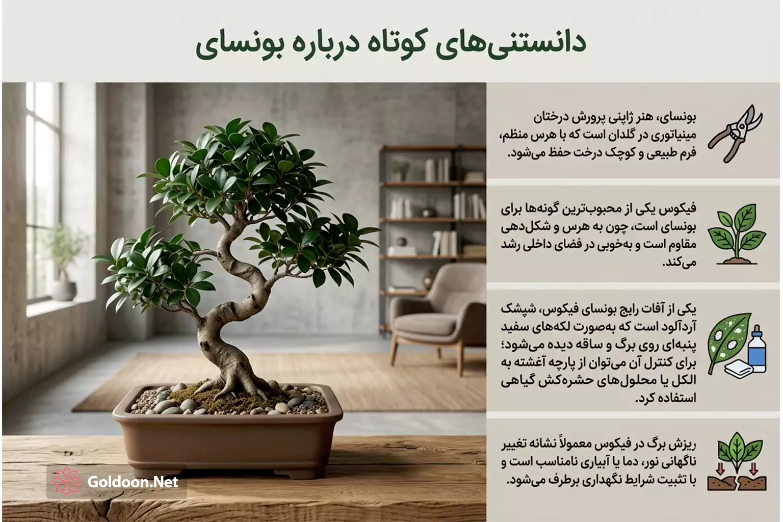 مشخصات و دانستنی در مورد بونسای فیکوس کد 002 در فروشگاه گلدون