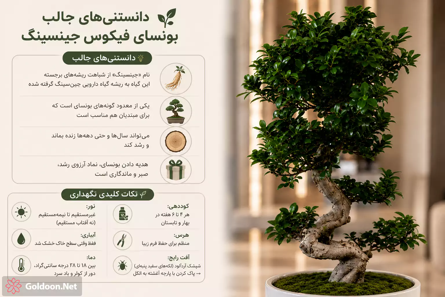 بونسای فیکوس جینسینگ کد 001و اطلاعات مهم و نحوه صحیح نگهداری آن 