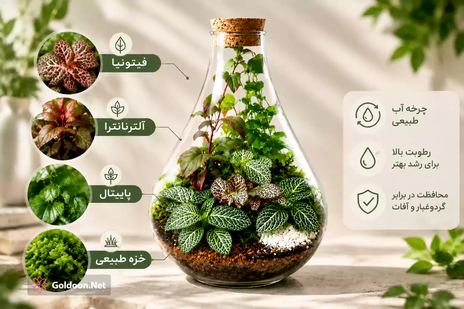 نمای داخلی تراریوم شیشه‌ای کد 001 از فروشگاه گلدون؛ ترکیبی هماهنگ از فیتونیا، آلترنانترا، پاپیتال و خزه طبیعی در بستری از سنگریزه و خاک زهکشی‌دار