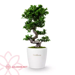 بونسای فیکوس جینسینگ کد 001 در گلدان سرامیکی سفید , گلدون