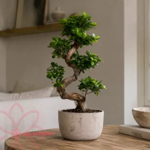 بونسای با تنه پیچخورده و برگهای سبز در گلدان طوسی روی میز چوبی،فروشگاه گلدون goldoon.net