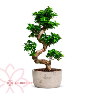 بونسای فیکوس کد 002 با ارتفاع 40 و عرض 30 سانتی متر همراه با گلدان سرامیکی در فروشگاه گلدون