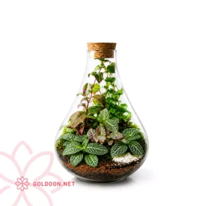 خرید تراریوم شیشه ای کد 001 فروشگاه گلدون goldoon.net از تهران