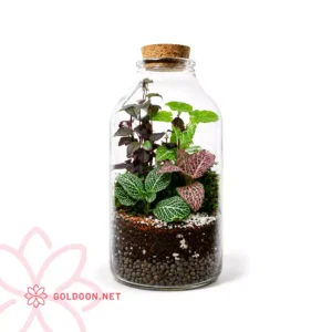خرید تراریوم شیشه ای کد 002 فروشگاه گلدون goldoon.net از تهران
