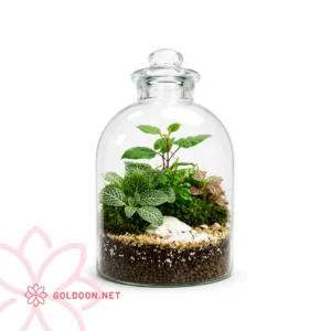 خرید تراریوم شیشه ای کد 003 فروشگاه گلدون goldoon.net از تهران