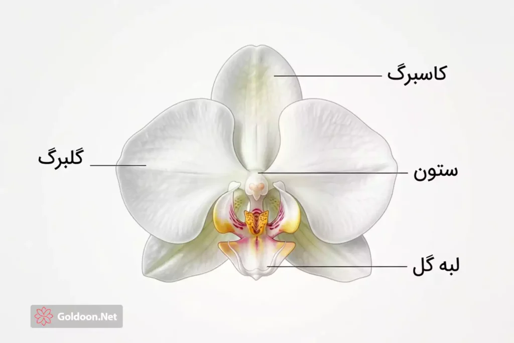 ساختار گل ارکیده، تصویر اجزای گل ارکیده، خرید ارکیده در تهران