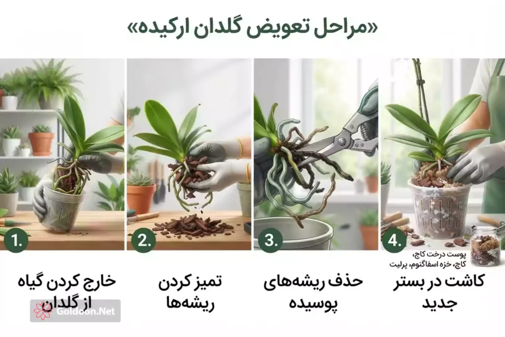 آموزش تعویض گلدان ارکیده در خانه، خرید گلدان ارکیده در تهران از فروشگاه گلدون