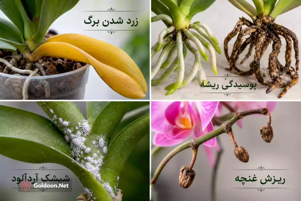 مشکلات و بیماری‌های رایج گل ارکیده و روش تشخیص آن‌ها، فروشگاه گلدون