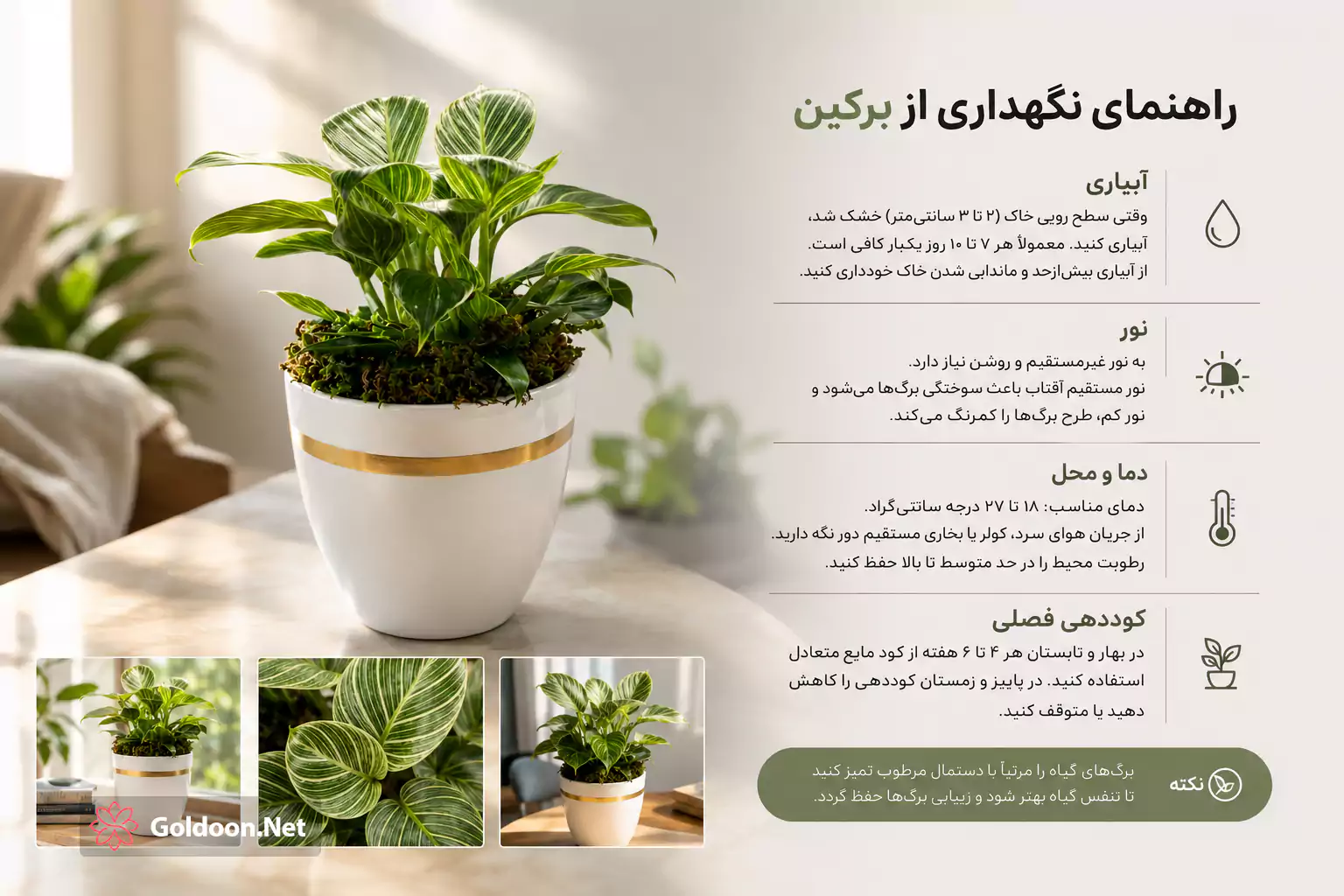 راهنمای نگهداری فیلودندرون برکین از فروشگاه گلدون
