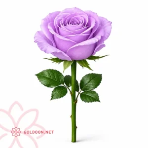 خرید گل رز یاسی 1 شاخه از فروشگاه گلدون - GOLDOON.NET