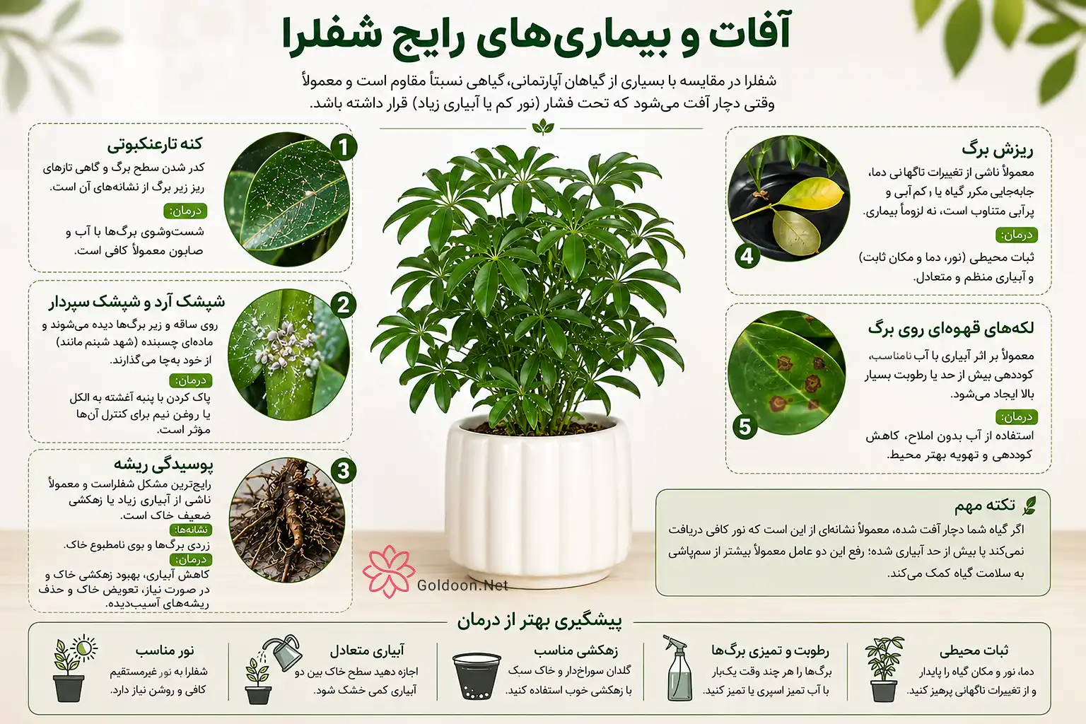 اینفوگرافیک معرفی آفات و بیماریهای رایج گیاه شفرا و روشهای درمان و پیشگیری از آنها