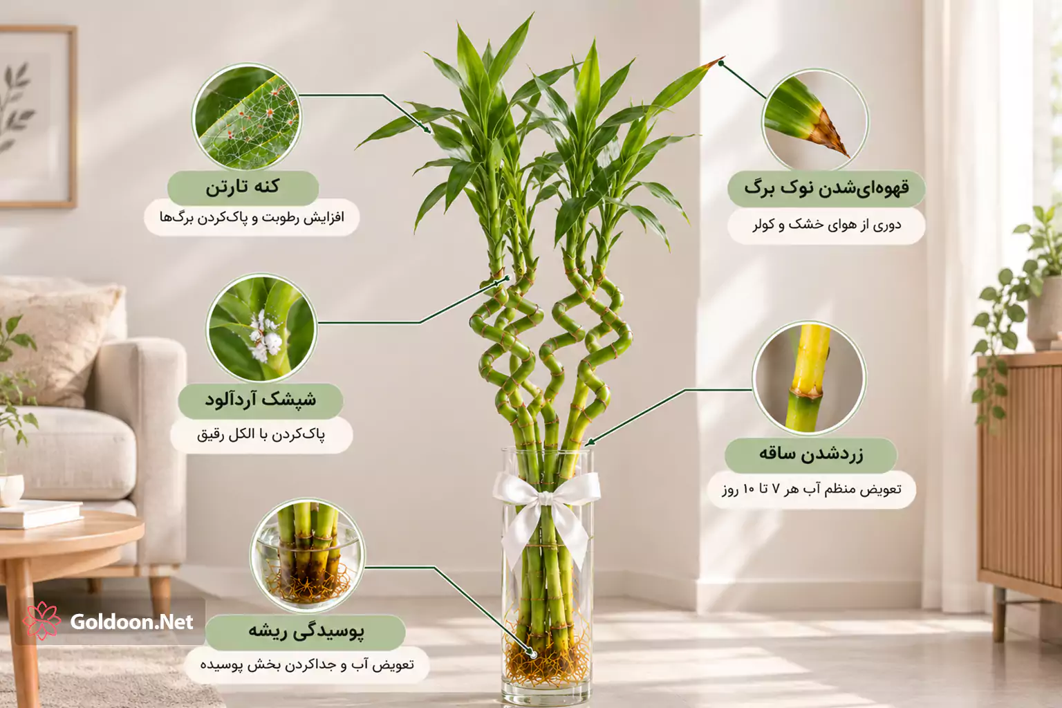 آفات و بیماری‌های رایج بامبوی خوش‌شانس و راه درمان