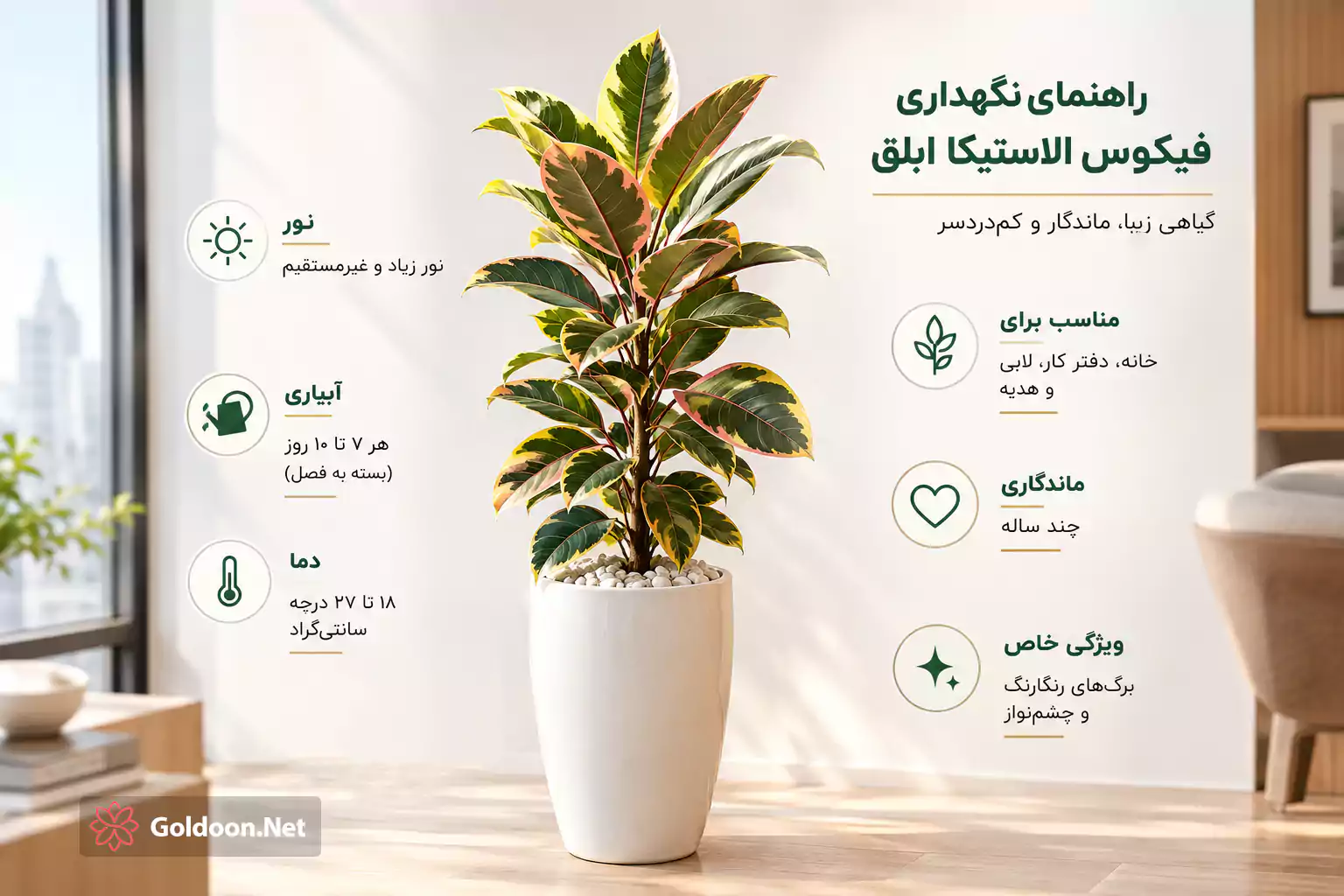 راهنمای کوتاه نگهداری فیکوس الاستیکا ابلق؛ شامل نکات مهم نور، آبیاری و دمای مناسب برای حفظ سلامت و شادابی گیاه.