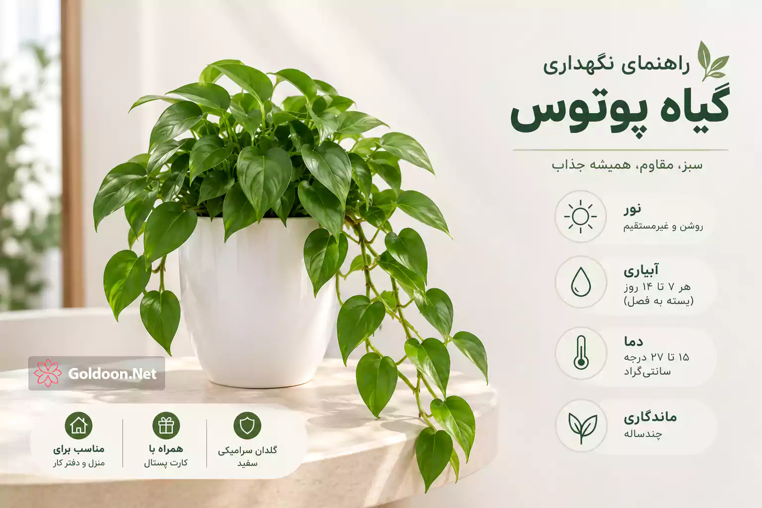 راهنمای نگهداری گیاه پوتوس