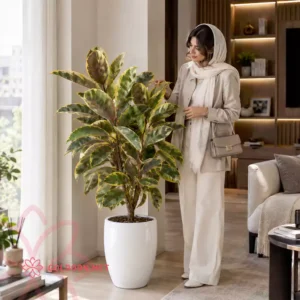 گیاه فیکوس الاستیکا ابلق بلند در گلدان سفید مناسب لابی و دفتر کار در کنار مدل خانم