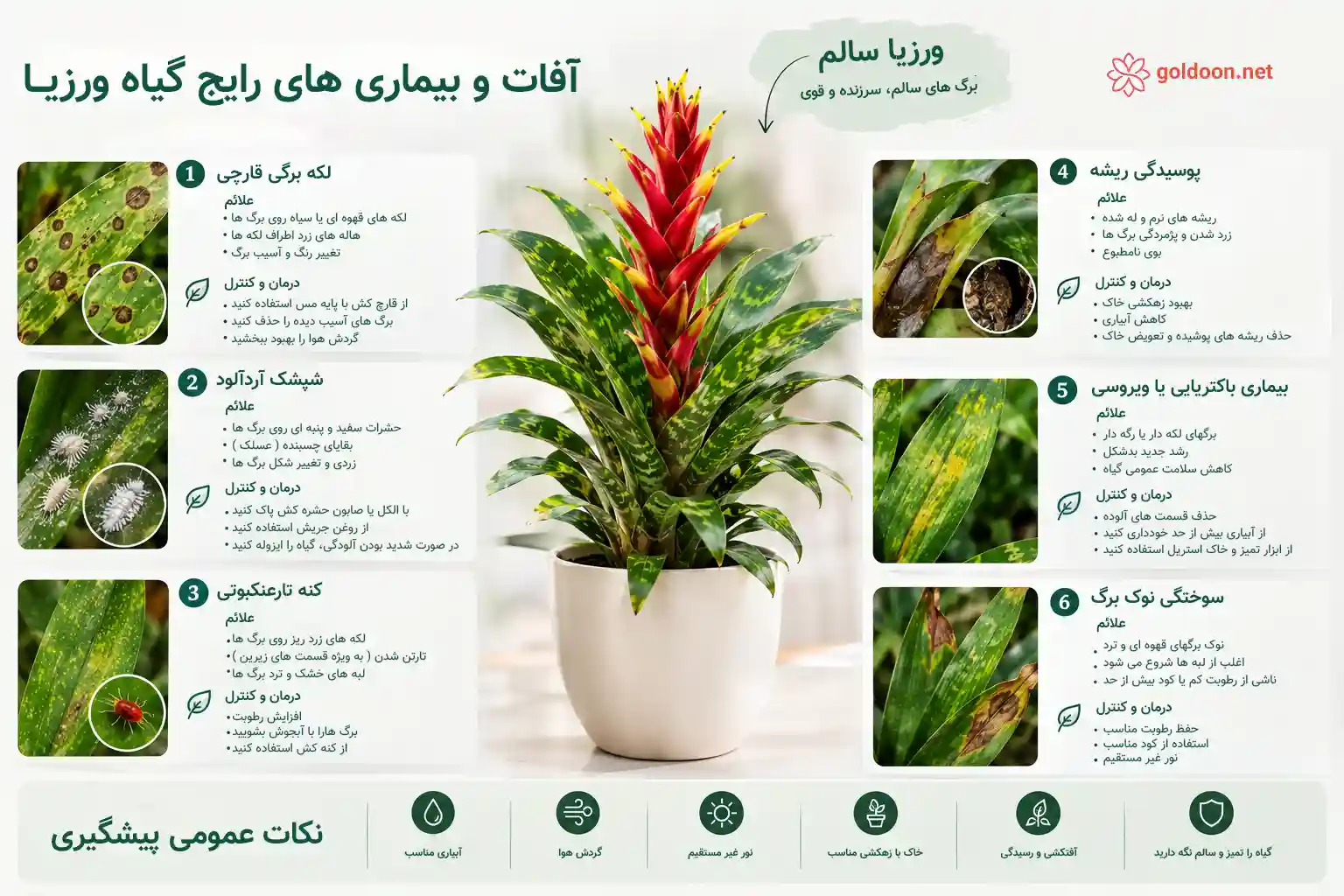 بیماری ها و راه های درمان گیاه ورزیا - goldoon.net